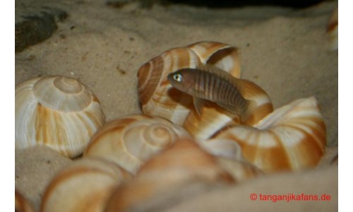 Neolamprologus multifasciatus